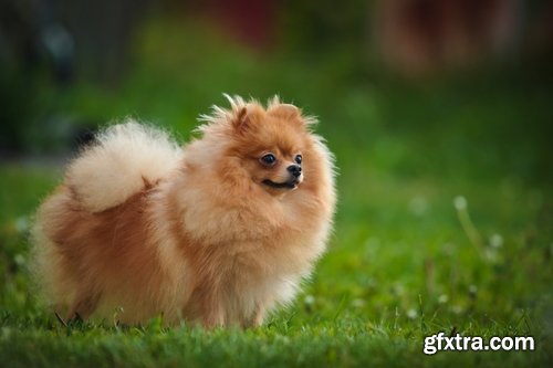 Collection of beautiful Spitz 25 HQ Jpeg