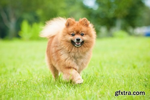 Collection of beautiful Spitz 25 HQ Jpeg