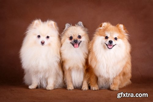 Collection of beautiful Spitz 25 HQ Jpeg