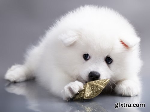 Collection of beautiful Spitz 25 HQ Jpeg