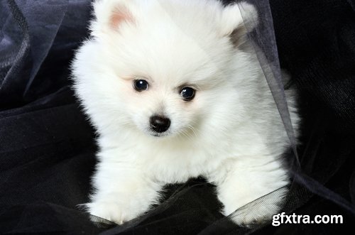 Collection of beautiful Spitz 25 HQ Jpeg