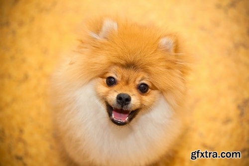 Collection of beautiful Spitz 25 HQ Jpeg