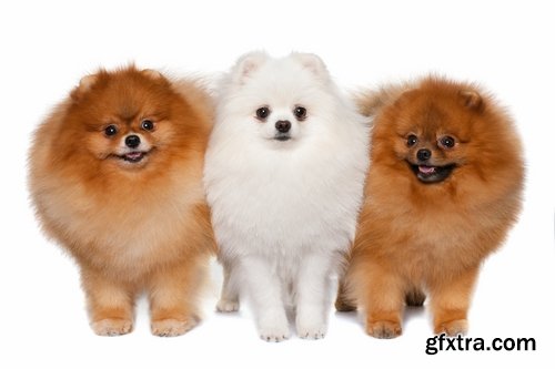 Collection of beautiful Spitz 25 HQ Jpeg