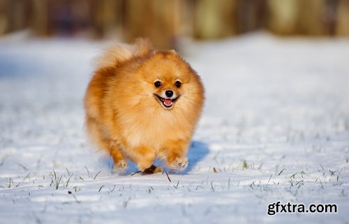 Collection of beautiful Spitz 25 HQ Jpeg