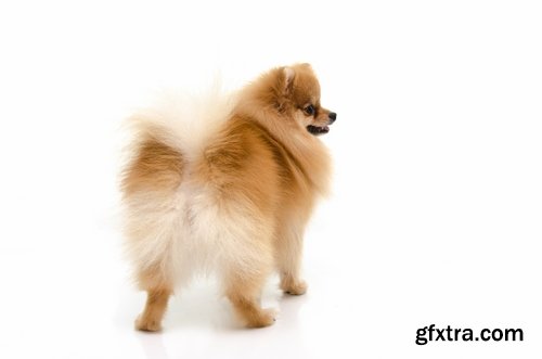 Collection of beautiful Spitz 25 HQ Jpeg