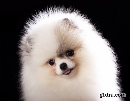 Collection of beautiful Spitz 25 HQ Jpeg