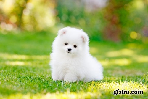 Collection of beautiful Spitz 25 HQ Jpeg