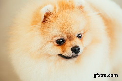 Collection of beautiful Spitz 25 HQ Jpeg