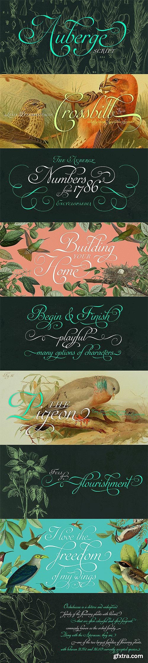 Auberge Script Font Family 7xOTF $225