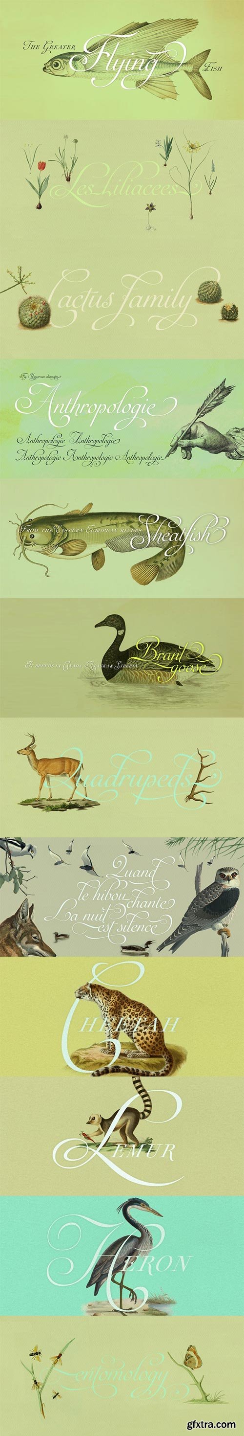 Auberge Script Font Family 7xOTF $225