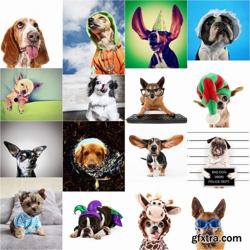 Collection of funny dogs 25 HQ Jpeg