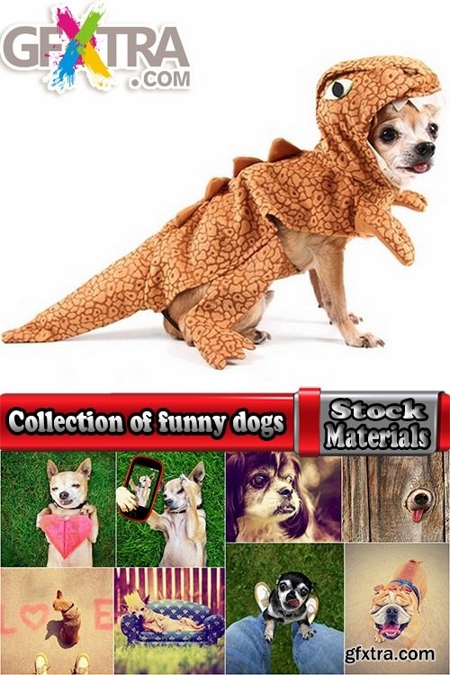 Collection of funny dogs 25 HQ Jpeg