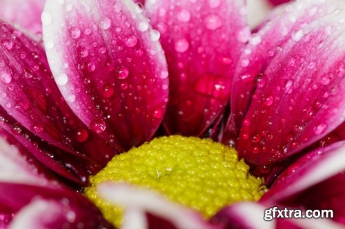 Collection of beautiful flowers #3-5 UHQ Jpeg