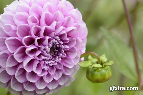 Collection of beautiful flowers #3-5 UHQ Jpeg