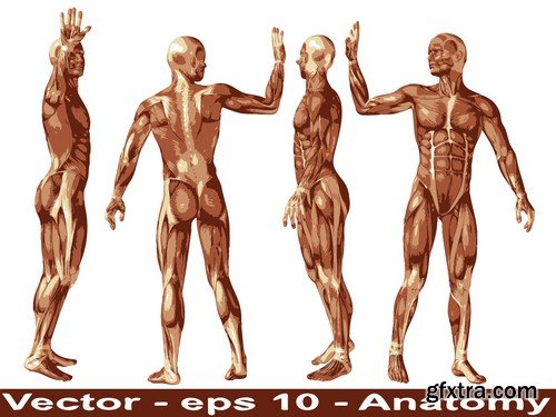 Stock Vectors - Human anatomy, 25xEPS