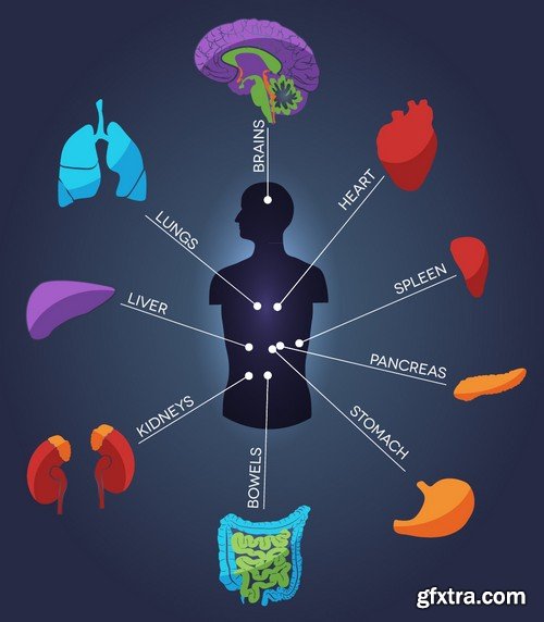 Stock Vectors - Human anatomy, 25xEPS