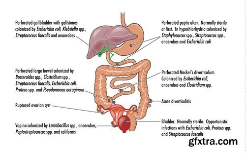 Stock Vectors - Human anatomy, 25xEPS