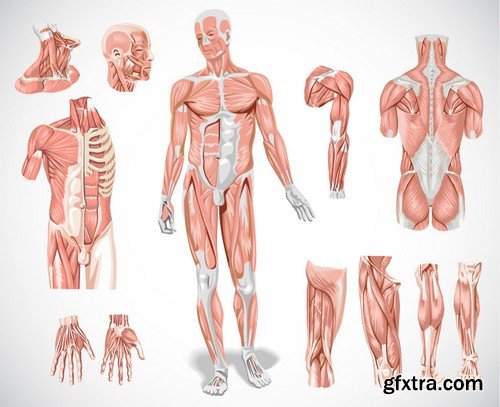 Stock Vectors - Human anatomy, 25xEPS