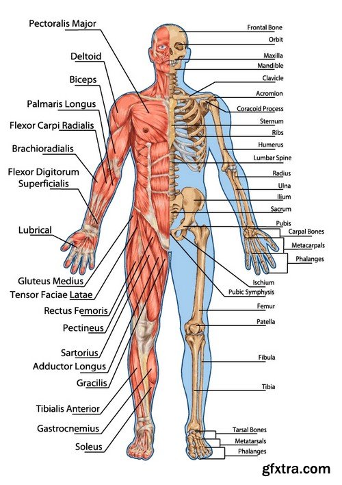 Stock Vectors - Human anatomy, 25xEPS