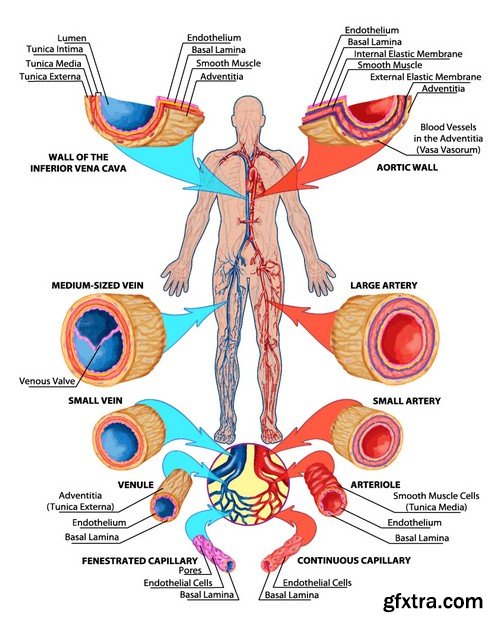 Stock Vectors - Human anatomy, 25xEPS