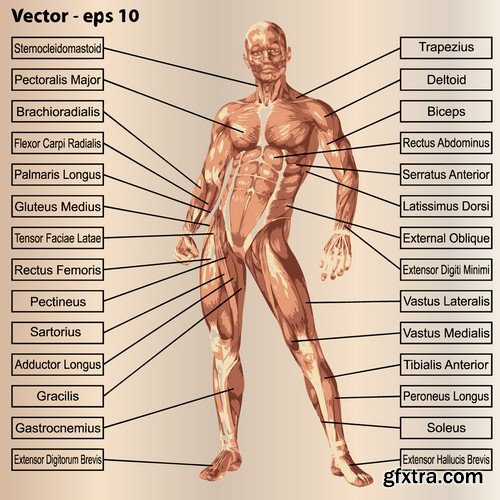 Stock Vectors - Human anatomy, 25xEPS