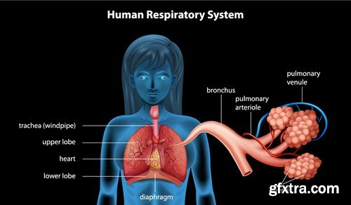 Stock Vectors - Human anatomy, 25xEPS