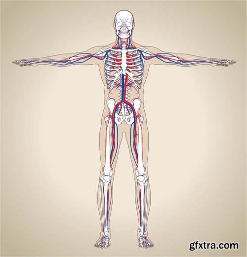 Stock Vectors - Human anatomy, 25xEPS