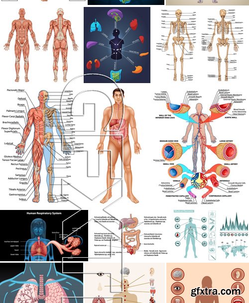 Stock Vectors - Human anatomy, 25xEPS