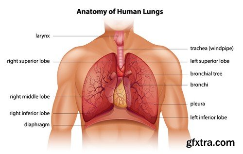 Stock Vectors - Human anatomy, 25xEPS