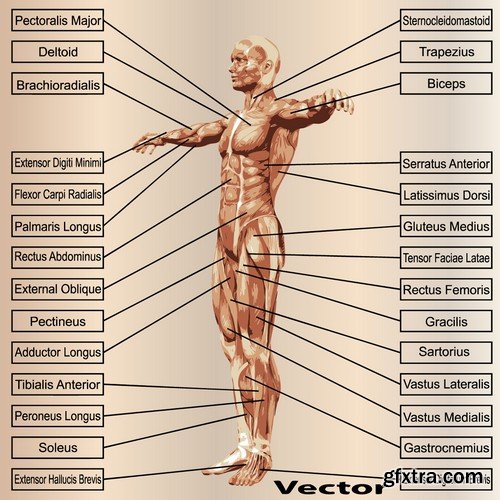 Stock Vectors - Human anatomy, 25xEPS