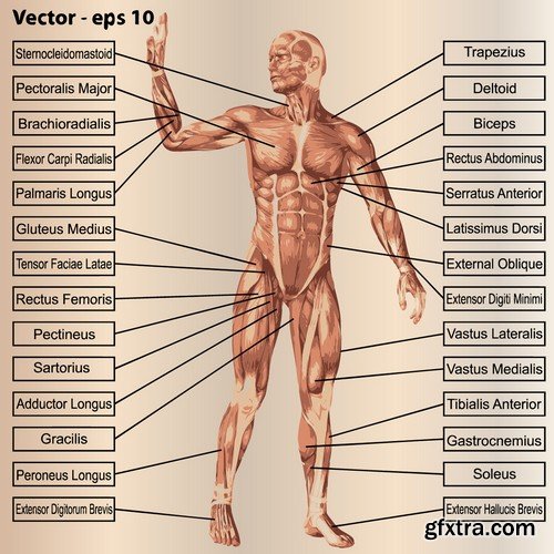 Stock Vectors - Human anatomy, 25xEPS