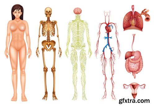 Stock Vectors - Human anatomy, 25xEPS