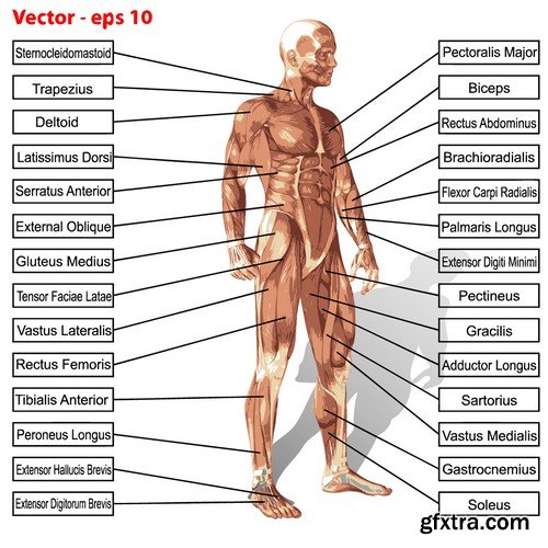 Stock Vectors - Human anatomy, 25xEPS