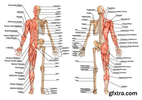 Stock Vectors - Human anatomy, 25xEPS