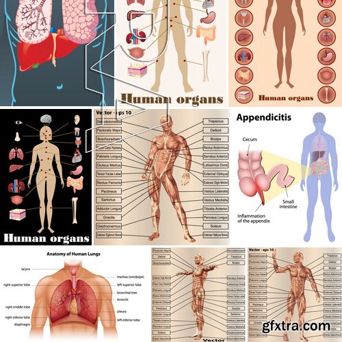 Stock Vectors - Human anatomy, 25xEPS