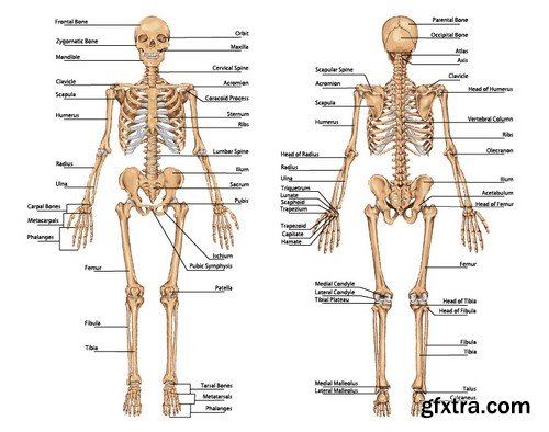 Stock Vectors - Human anatomy, 25xEPS