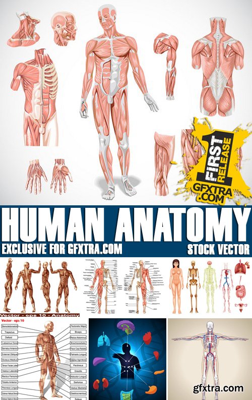 Stock Vectors - Human anatomy, 25xEPS