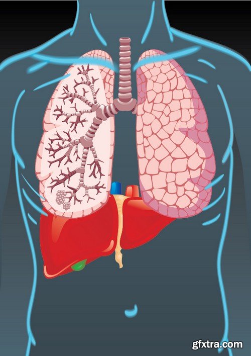 Stock Vectors - Human anatomy, 25xEPS