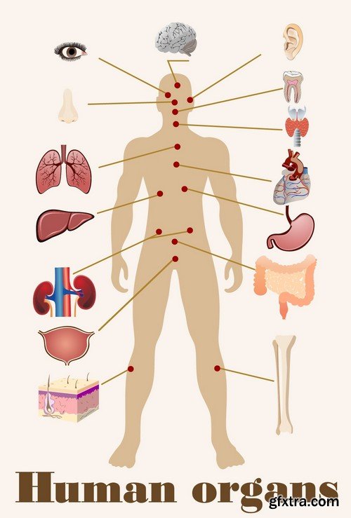 Stock Vectors - Human anatomy, 25xEPS