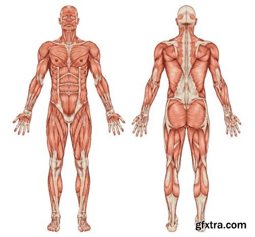 Stock Vectors - Human anatomy, 25xEPS