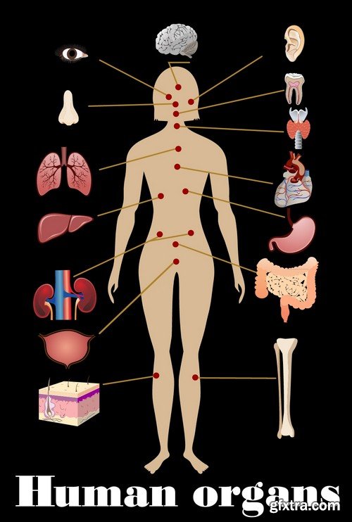 Stock Vectors - Human anatomy, 25xEPS