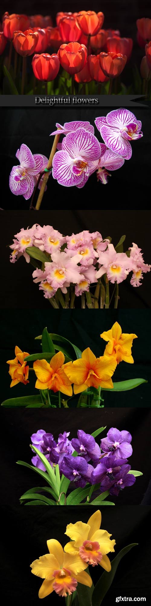 Delightful flowers on a dark background