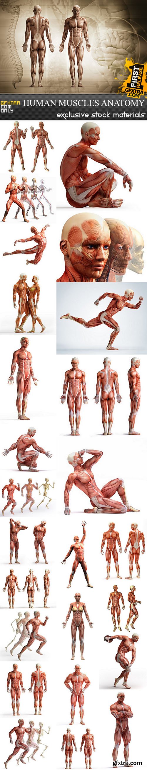 Human Muscles Anatomy - Stock Images, 26xUHQ JPEG