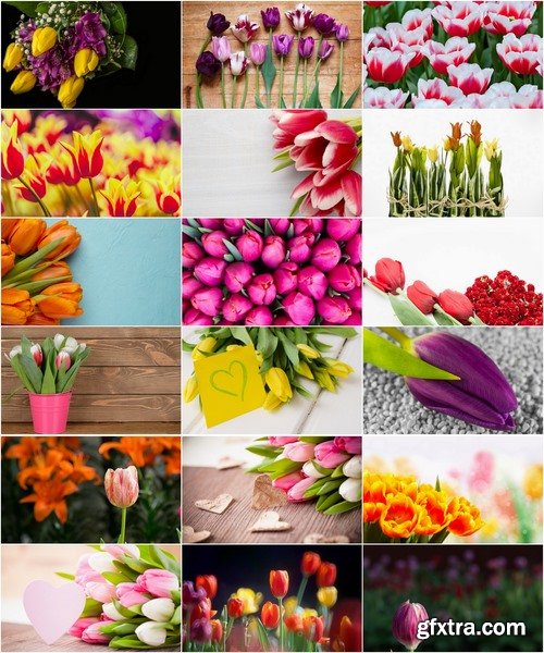 Collection of beautiful tulips 25 HQ Jpeg