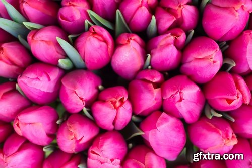 Collection of beautiful tulips 25 HQ Jpeg