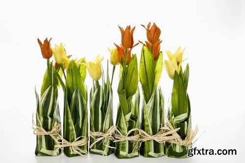 Collection of beautiful tulips 25 HQ Jpeg