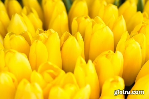 Collection of beautiful tulips 25 HQ Jpeg