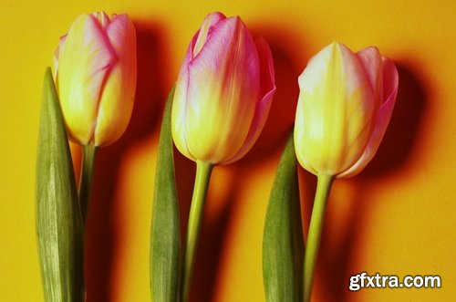 Collection of beautiful tulips 25 HQ Jpeg