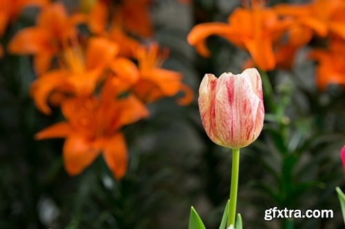 Collection of beautiful tulips 25 HQ Jpeg