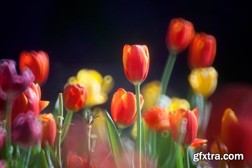 Collection of beautiful tulips 25 HQ Jpeg